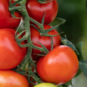 Kuvassa on tomaatin terttu kasvihuoneessa, jossa on paljon punaisia tomaatteja.