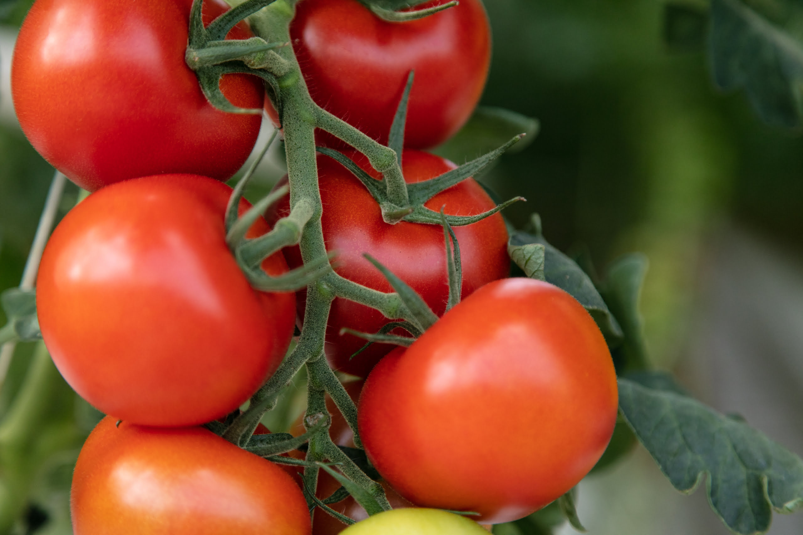 Kuvassa on tomaatin terttu kasvihuoneessa, jossa on paljon punaisia tomaatteja.