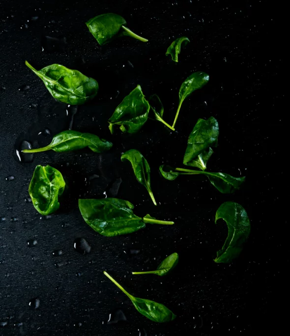 Kuvassa on mustalla taustalla babypinaattia.