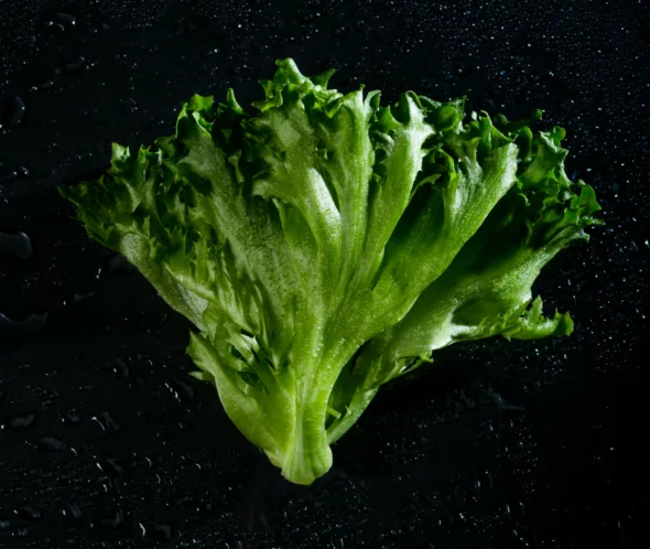 Kuvassa on mustalla taustalla jääsalaatti.