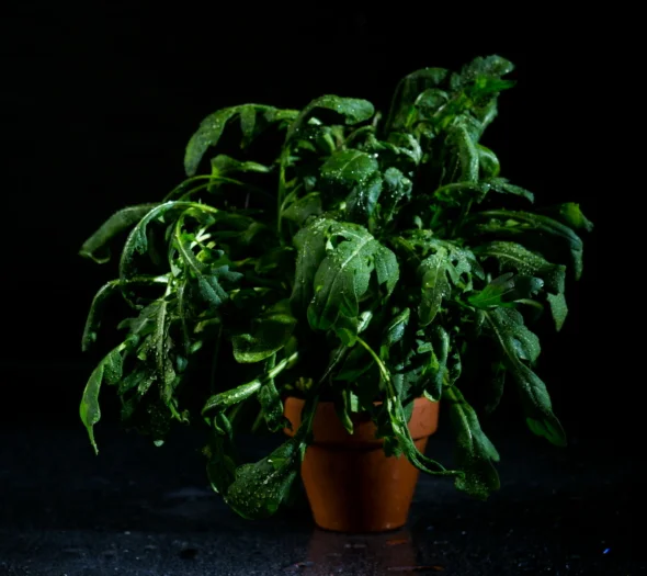 Kuvassa on rucola ruukussa mustalla taustalla.