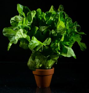 Kuvassa on tammenlehtisalaatti mustaa taustaa vasten.