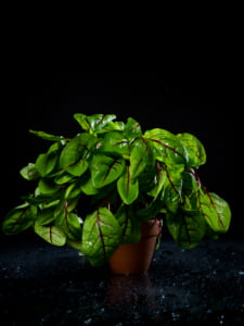 KUvassa on viinisuolaheinä mustaa taustaa vasten.