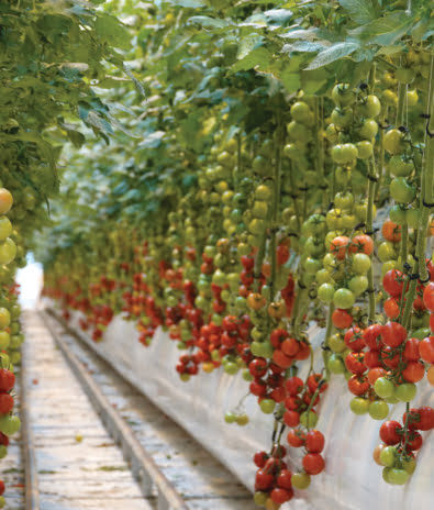 Kuvassa on tomaatteja modernissa kasvihuoneessa.