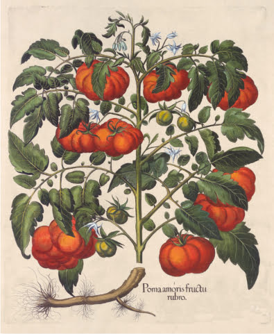 Kuvassa on historiallinen piirros tomaatin kasvustosta.