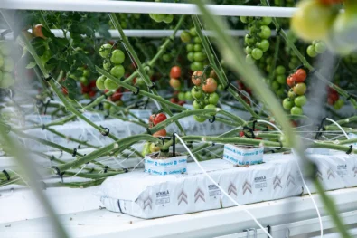 Kuvassa on tomaatteja, jotka kasvavat turvelevyssä.