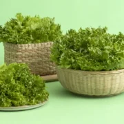Kuvassa on koreissa erilaisia salaatteja.
