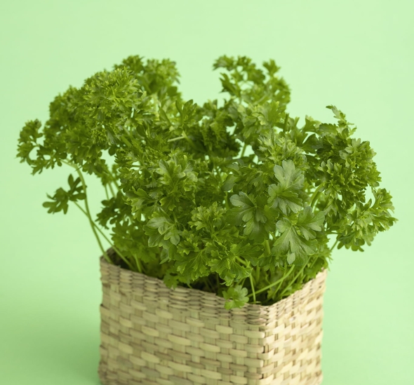 Kuvassa on korissa persiljaa.